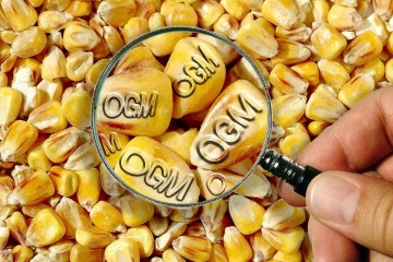 L'Union européenne autorise 5 nouveaux OGM